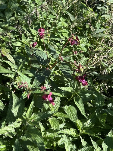 Himalayan balsam