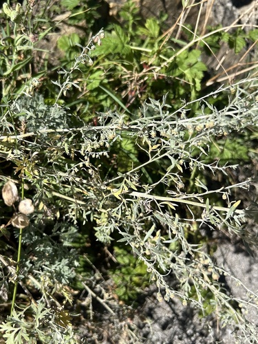 absinthe wormwood