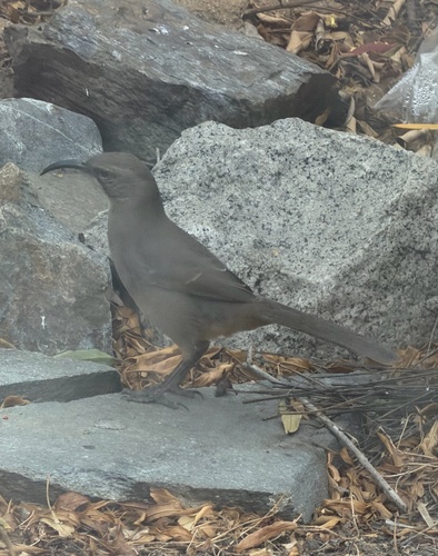 California Thrasher