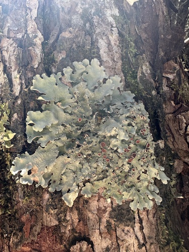 Smooth Lungwort