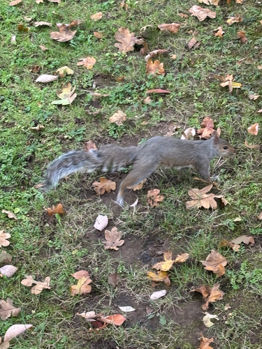 Eastern Gray Squirrel