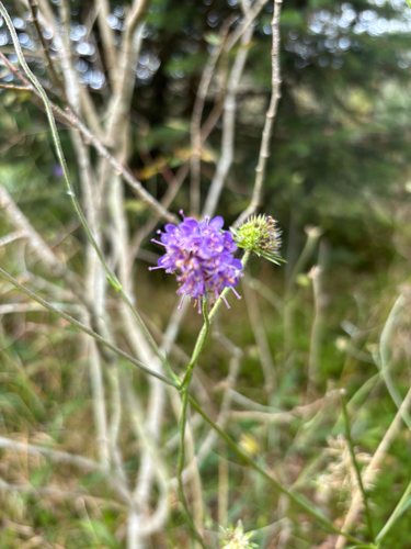 Devil's-bit Scabious