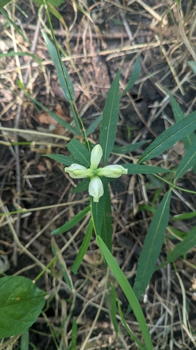 white turtlehead