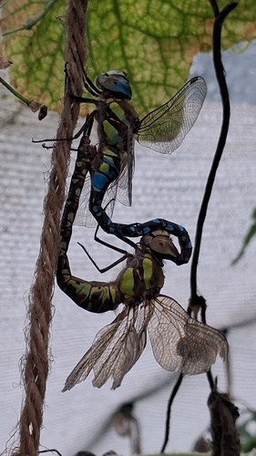 Migrant Hawker