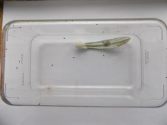 Trissolcus