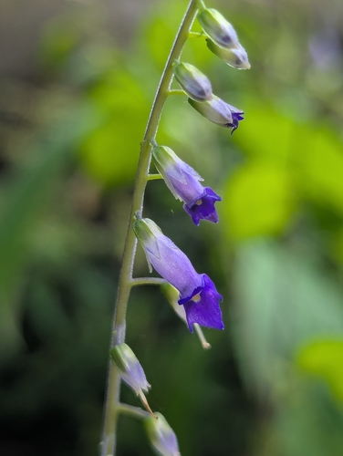 Rhynchoglossum obliquum
