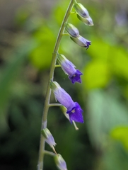 Rhynchoglossum obliquum