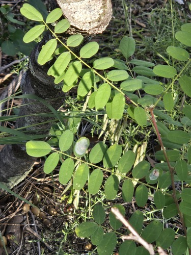 Robinia neomexicana
