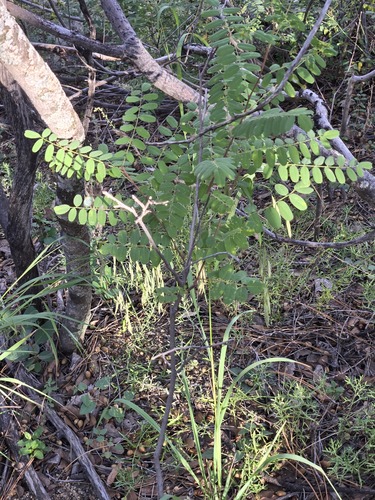 Robinia neomexicana, photograph 2