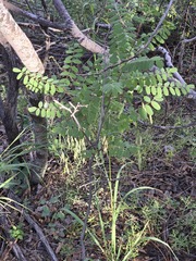 Robinia neomexicana, photograph (c) Jo Roberts, some rights reserved (CC BY)