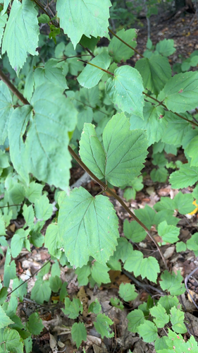 mapleleaf viburnum