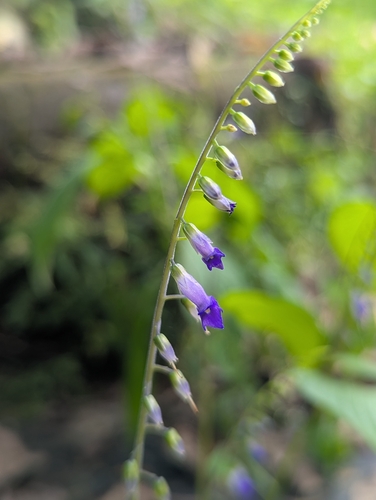 Rhynchoglossum obliquum, photograph 2