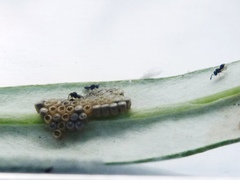 Trissolcus