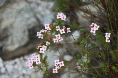 Erica fastigiata