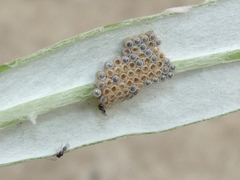 Trissolcus