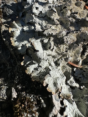 Salted Shield Lichen