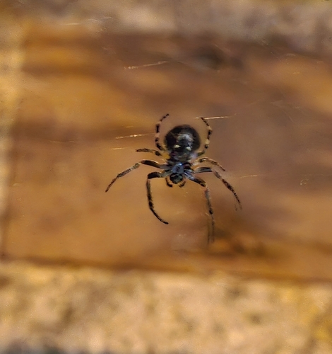 Walnut Orbweaver