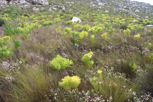 Erica fastigiata, photograph 2