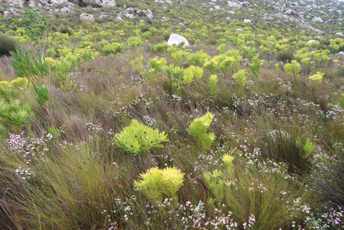 Erica fastigiata, photograph 3