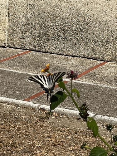 Iberian Scarce Swallowtail