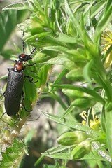 Lydomorphus bisignatus