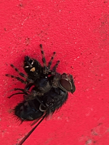 Bold Jumping Spider