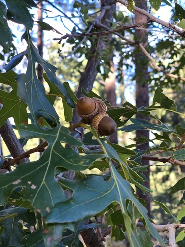Quercus gambelii, photograph 5