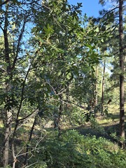 Quercus gambelii, photograph (c) Jo Roberts, some rights reserved (CC BY)