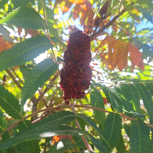 staghorn sumac