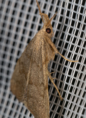 Pechipogo strigilata