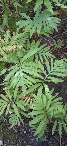 sensitive fern