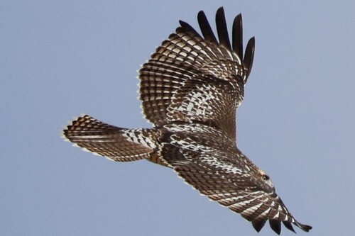 Red-tailed Hawk