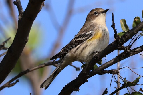 Yellow-rumped Warbler
