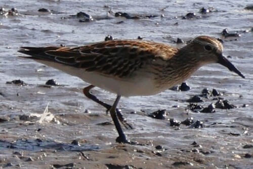 Pectoral Sandpiper