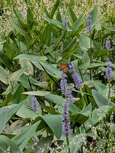 Monarch