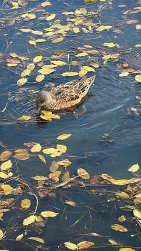 American Wigeon