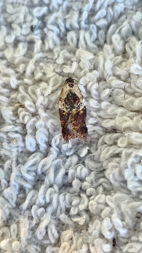 Garden Rose Tortrix