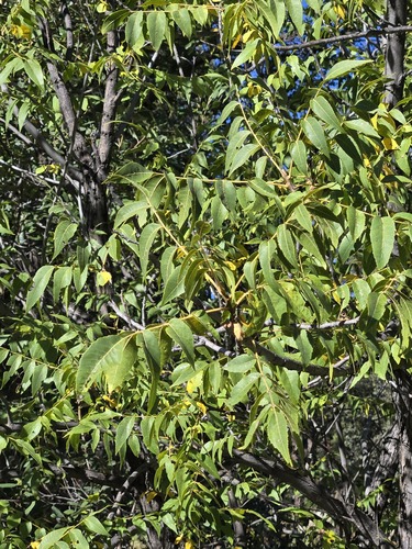 Juglans major