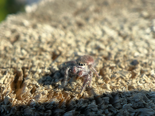 Grayish Jumping Spider