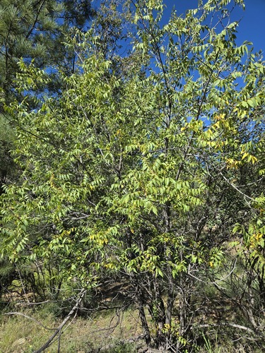 Juglans major, photograph 2