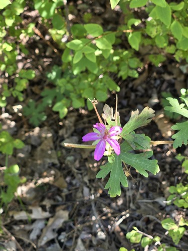Geranium caespitosum, photograph 3