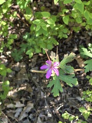 Geranium caespitosum, photograph (c) Jo Roberts, some rights reserved (CC BY)