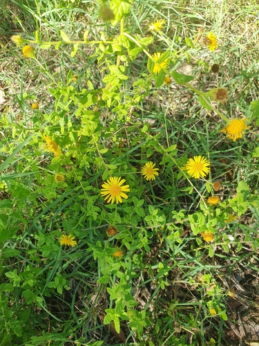 Common Fleabane