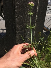 Centranthus calcitrapae