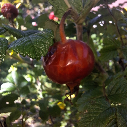 rugosa rose