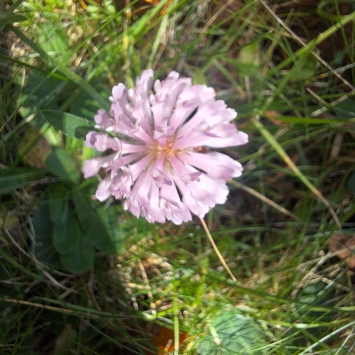 Red Clover