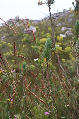Osmitopsis asteriscoides, photograph 2