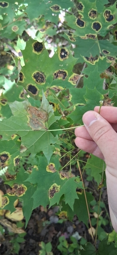 Norway maple