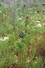 Berzelia albiflora, photograph (c) Tony Rebelo, some rights reserved (CC BY-SA)