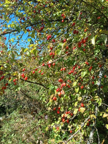 Cornelian cherry